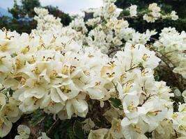 Beautiful white Bougainvillea flowers bloom in summer photo