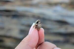 finger-length small sea snail against a rock background photo