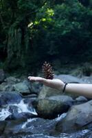 One dry pine or spruce flower on the palm against a background of faint green forest. photo