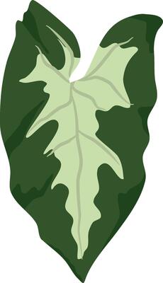 Adobe Illustrator Artwork