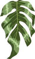 plantas Monsera hojas vector