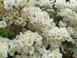 Beautiful white Bougainvillea flowers bloom in summer photo