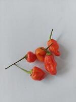 Fresh Red Chili on white background photo