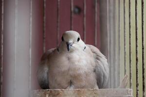 The front view of the face of a pigeon that is incubating its eggs behind the cage. photo