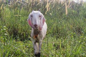 a goat eats grass voraciously on a grass background photo