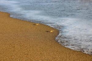 Two young crabs run along the beach, chased by the sea waves. photo