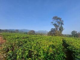 views of expanses of gardens growing in abundance during the day with clear skies photo