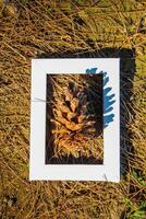 Brown pine cones lying in white color frame. Top view. photo