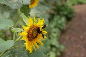 escarabajos perca y chupar miel en floreciente girasoles en contra un borroso antecedentes. foto