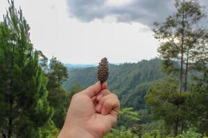 One dry pine or spruce flower on the fingertips against a backdrop of green pine forest. photo