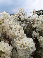 Beautiful white Bougainvillea flowers bloom in summer photo