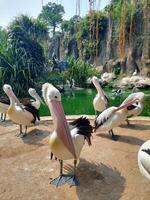 a flock of pelicans sunbathing photo