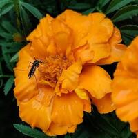 Mosquito feeding on French marigold nectar. Insects land on flowers. orange marigold flowers in the garden photo