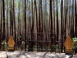 performance stage in the middle of a pine forest photo