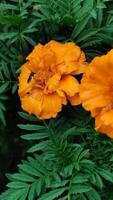 Mosquito feeding on French marigold nectar photo