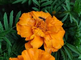 Insects land on flowers. orange marigold flowers in the garden. Mosquito feeding on French marigold nectar. photo