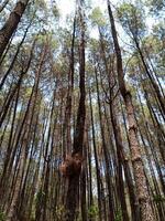 bird's nest in a pine tree. Pine forest in Mount Merbabu National Park, Central Java, Indonesia photo