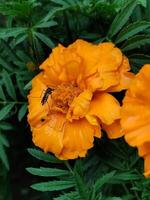 Mosquito feeding on French marigold nectar photo