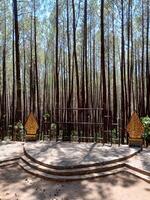 empty performance stage in the middle of a pine forest. stage in the pine forest in Mount Merbabu National Park, Indonesia photo