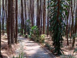 Footpath in beautiful natural landscape of Pine forest in Mount Merbabu National Park, central java, Indonesia. Path in spring forest photo