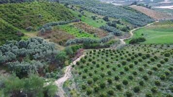 Drone views of Turkey's valley, showcasing organic farm, organic farm practices, organic farm landscapes. Appeals to agrotourism, rural experience video