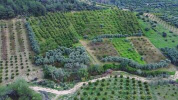 Drohne von Felder, Obstgärten im Truthahn. Vitrinen Landwirtschaft, betont Landwirtschaft Bedeutung, Landwirtschaft zum lokal Essen Sicherheit. unterstützt Gemeinschaft Nachhaltigkeit video