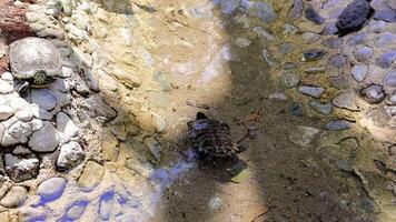 Turtle swims in shallow water, clear pond environment. Turtle, pond setting captured. Turtle in pond, demonstrating swimming behavior. Turtle, pond habitat shown video