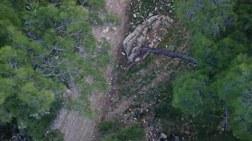 Drone rises over pines, capturing forest, mountain beauty. Highlights serene forest, mountain landscape. Perfect for forest, mountain scenery enthusiasts video