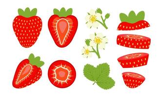 Set of cut and blooming strawberries with flowers. Illustration isolated on white background vector