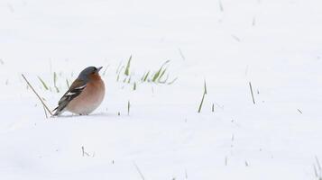 Bird on the snow field photo