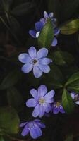 un grupo de pequeño azul flores foto
