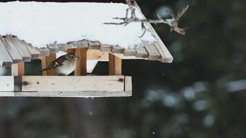 Bird on the tree spring time photo