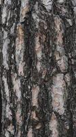 Dark wood texture photo