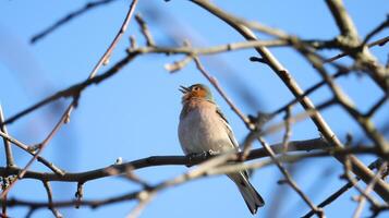 pájaro en el árbol primavera hora foto