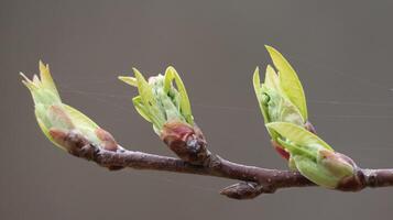 Spring flower is growing photo