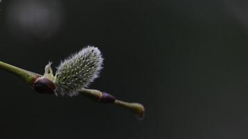 primavera flor es creciente foto