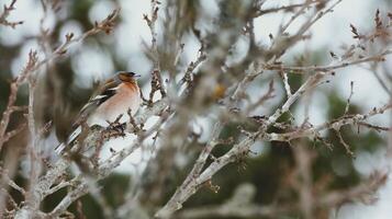 Bird on the tree spring time photo