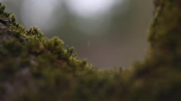 Moss in the forest background photo