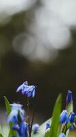 azul flores creciente rápido en primavera foto