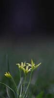 Macro tiny yellow flowers in forest photo