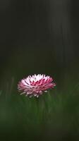 Small daisy flower in forest with dark blur background photo