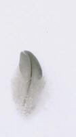 Feather on white snow winter time photo