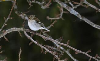 Bird on the tree spring time photo