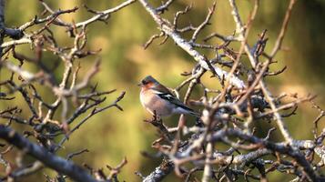 pájaro en el árbol primavera hora foto