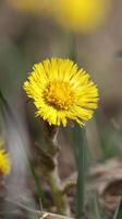a close up of a yellow flower coltsfoot photo