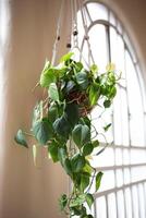 hermosa mimbre plantador con un verde flor en el antecedentes de un grande ventana foto