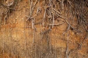 seco raíces de arbustos en contra el antecedentes de amarillo arcilla roca. foto