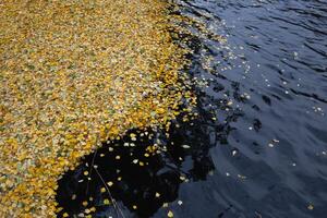 yellow autumn fallen leaves lie on the water surface of the lake. view from above photo