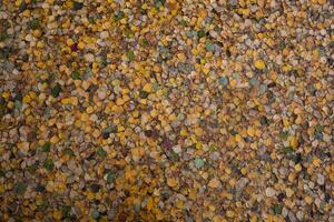 yellow autumn fallen leaves lie on the water surface of the lake. view from above photo