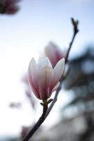 beautiful fresh blooming spring magnolia. selective focus, blur photo